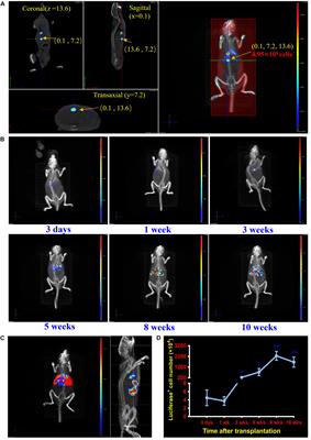 A Three-Dimensional Imaging Method for the Quantification and Localization of Dynamic Cell Tracking Posttransplantation